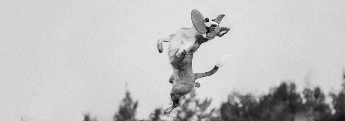 Border collie gleefully catching a frisbee, way up in the air